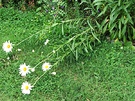 No Staking Daisy