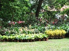 Orchids Pots