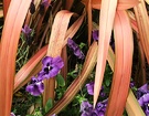 Pansy Blue Flax