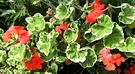 Pelargonum Flowers