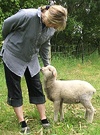 Pet Lamb Mary
