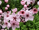 Pink Blossom Plum