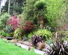 Pink Foliage Trees