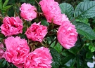 Pink Groodendoorst Rose