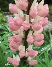 Pink Lupin Flower