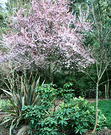 Pink Moosey Blossom