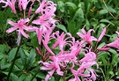Pink Nerine Flower