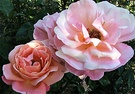 Pink Peach Roses