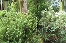 Pittosporum Forest Gums