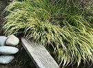 Plank Acorus Grass