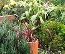 Pot Cordyline Roses