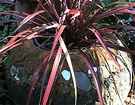 Pot Fountain Flax