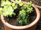 Pot Herbs Helichrysum