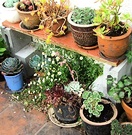 Pots Bookcase Plants