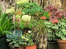 Pots Foliage Leaves