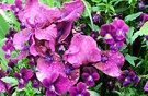 Purple Iris Pansy