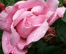 Raindrop Bud Rose