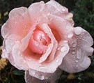 Rainy Pink Rose