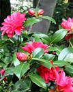 Red Bright Camellia