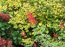Red Salvia Flower