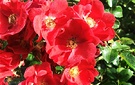 Red Sunshine Roses