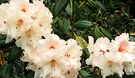 Rhododendron Flesh Colour