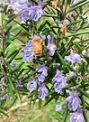 Rosemary Flower Bee