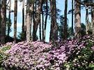 Scotland Rhododendron