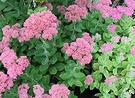 Sedum Flower