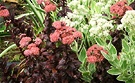 Sedum Flowers Red