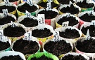 Seed Containers