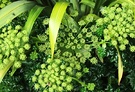 Seeds Angelica Flax