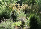 Shining Grasses Lavender