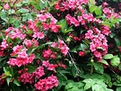 Shrub Weigela Red