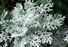 Silver Leaf Perennal