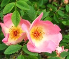 Single Kordes Roses