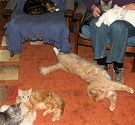 Six Cats