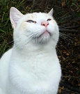 White Cat Face