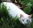 White Cat Hiding