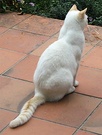 White Pato Cat