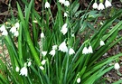 White Spring Bulbs