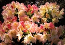 Wiseman Percy Rhododendron