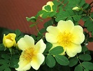 Yellow Rose Single 2