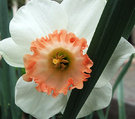Apricot Daffodil Stalk