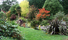 Autumn Flax Shrubs