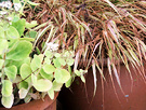 Autumn Grass Pots