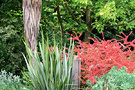 Autumn Shrub Colour