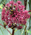 Bees Purple Flower