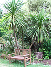 Bench Wooden Cordyline