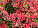 Berberis Colour Shrub